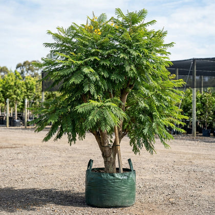 Yellow Poinciana - Peltophorum pterocarpum