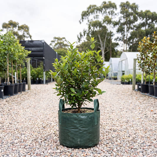 Sandankwa Viburnum - Viburnum suspensum
