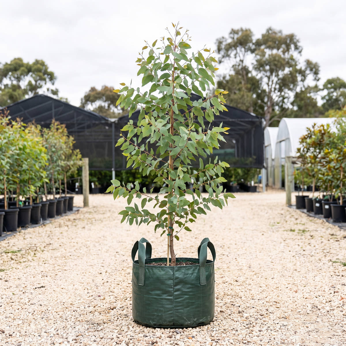 Euky Dwarf Yellow Gum - Eucalyptus leucoxylon ‘Euky Dwarf’