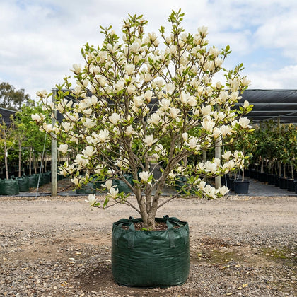 Yulan Magnolia - Magnolia denudata 'Yulan'