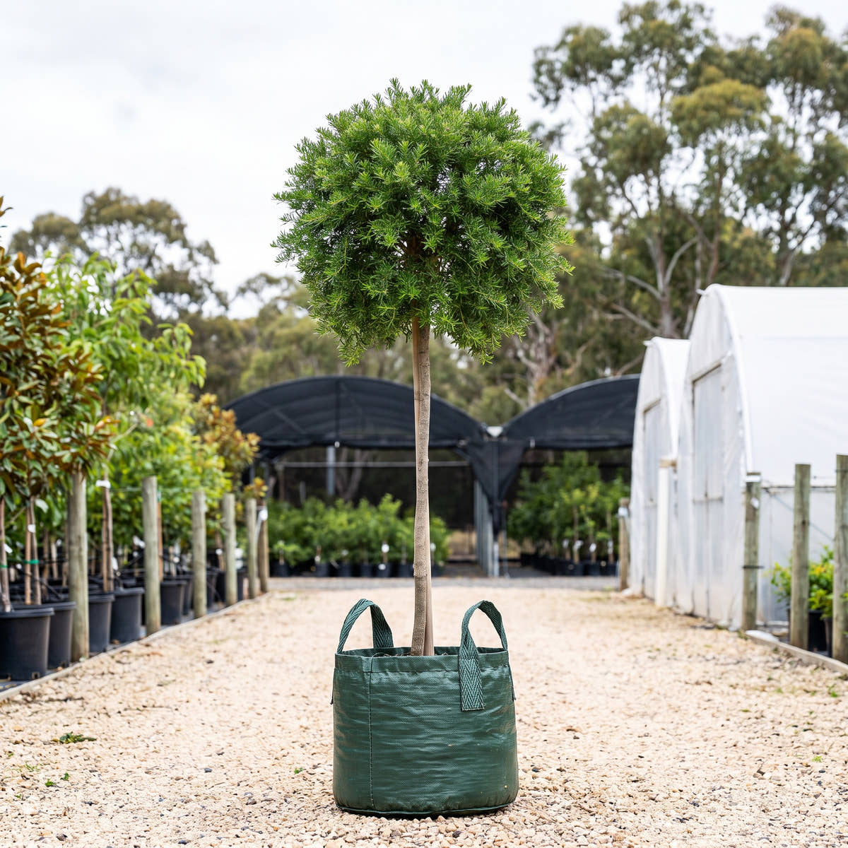 Grevillea crithmifolia (Standard)