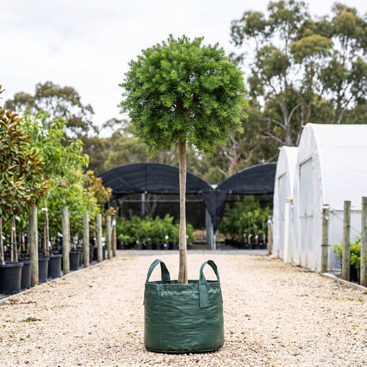 Grevillea crithmifolia (Standard)