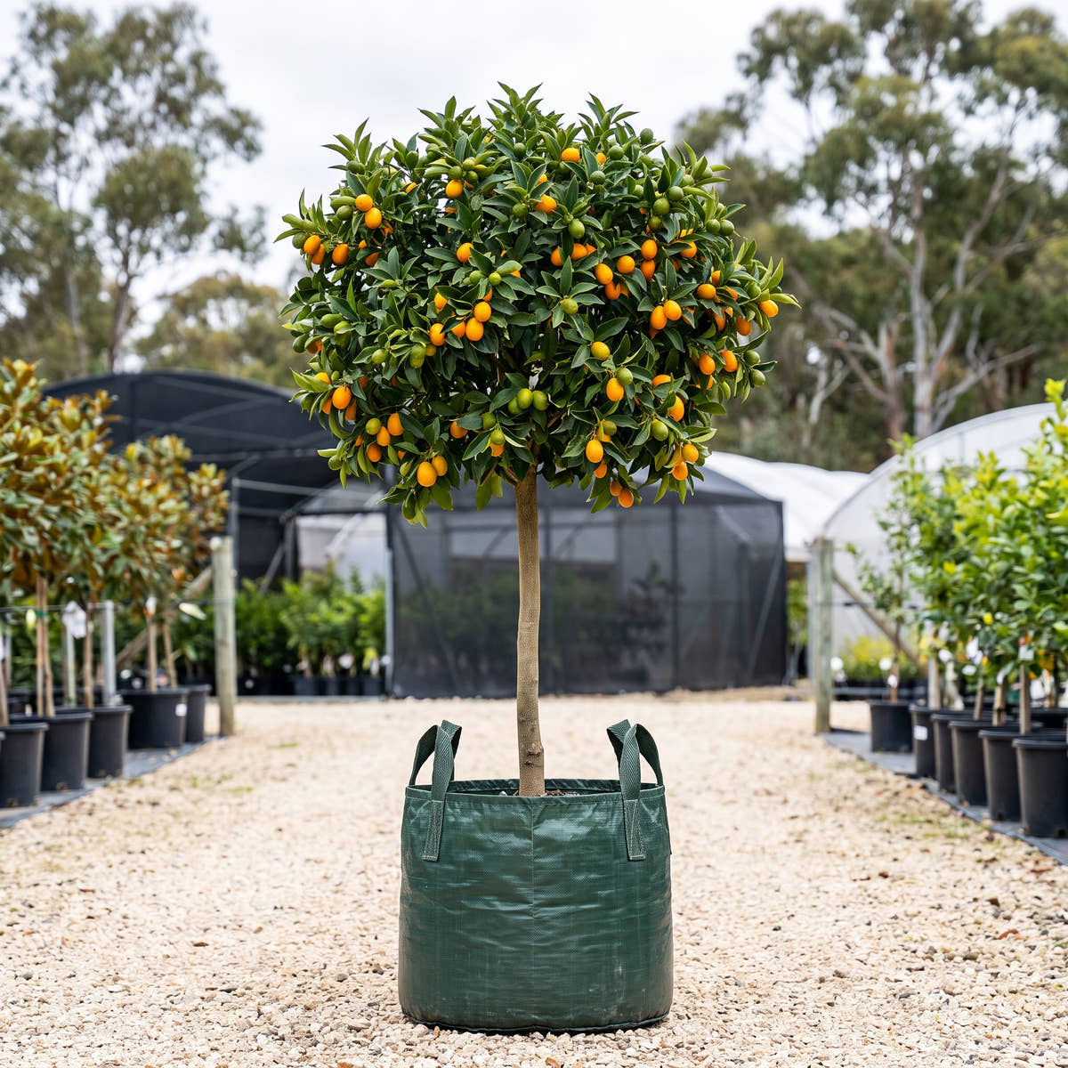 Kumquat (Standard) - Citrus japonica