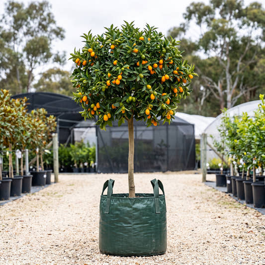 Kumquat (Standard) - Citrus japonica