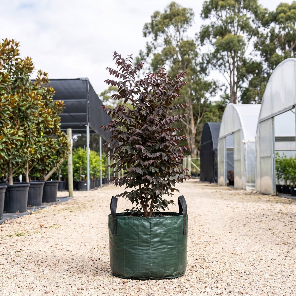 Breynia sp. Ironstone Range