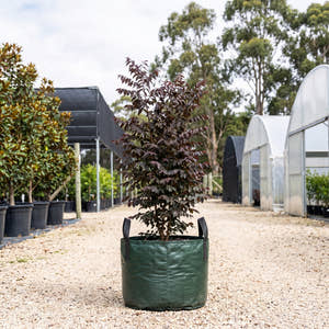 Breynia sp. Ironstone Range