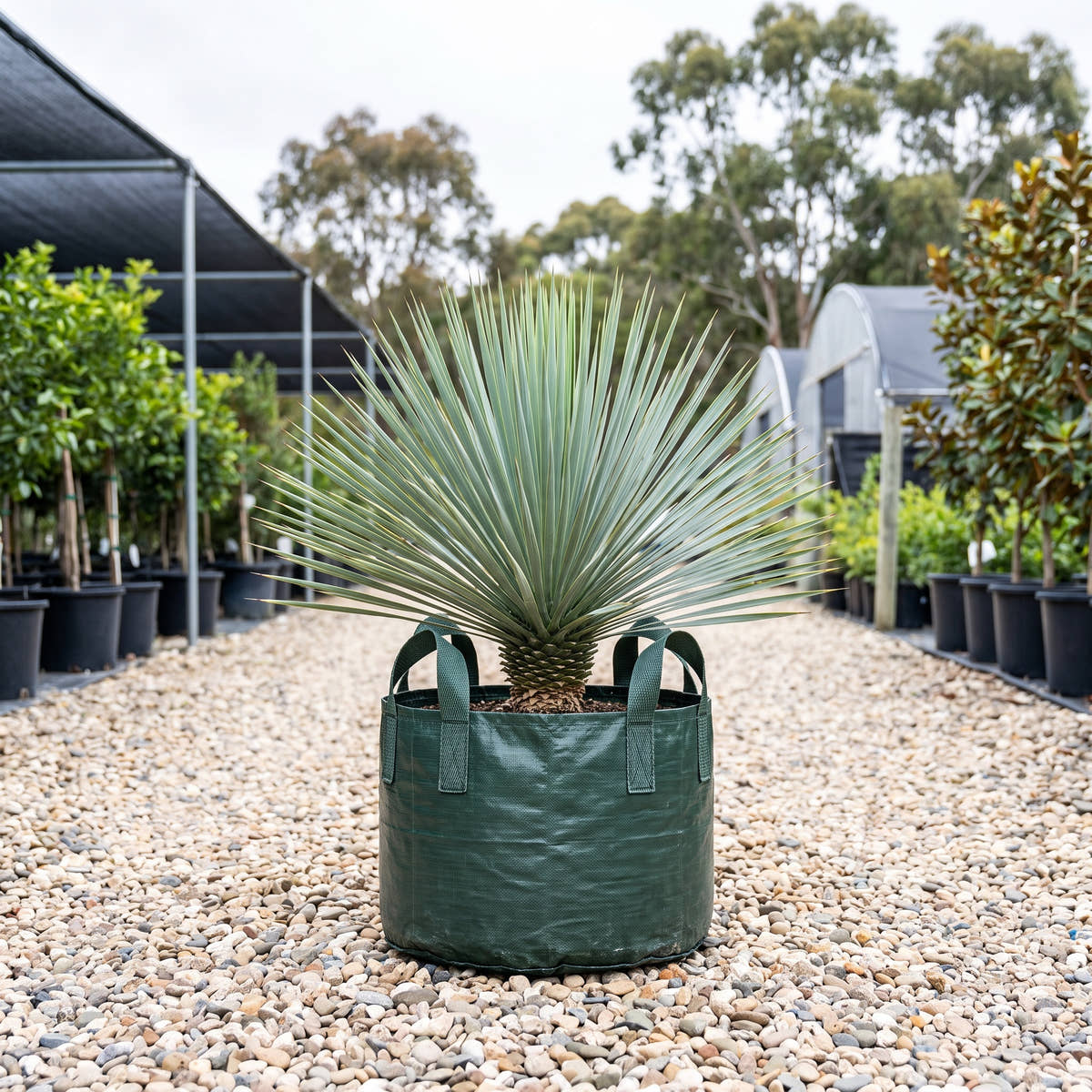 Sapphire Skies Beaked Yucca - Yucca rostrata ‘Sapphire Skies’