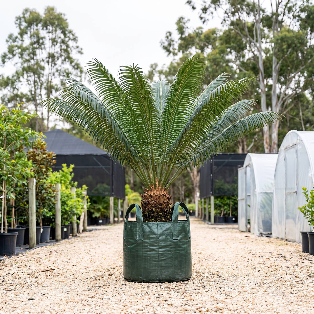 Madagascar Sago Palm - Cycas thouarsii