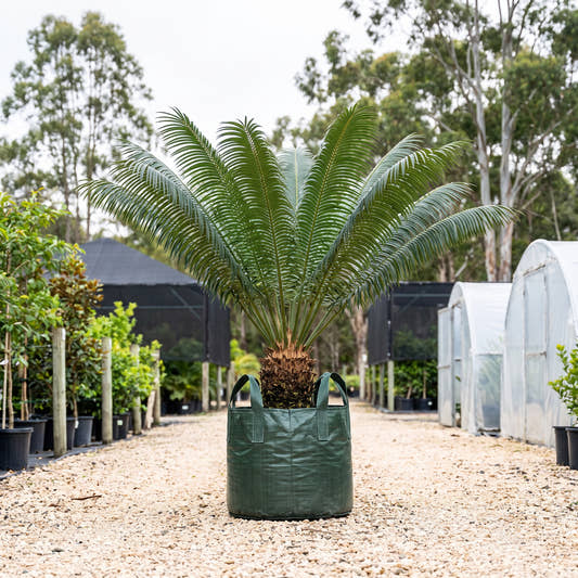 Madagascar Sago Palm - Cycas thouarsii