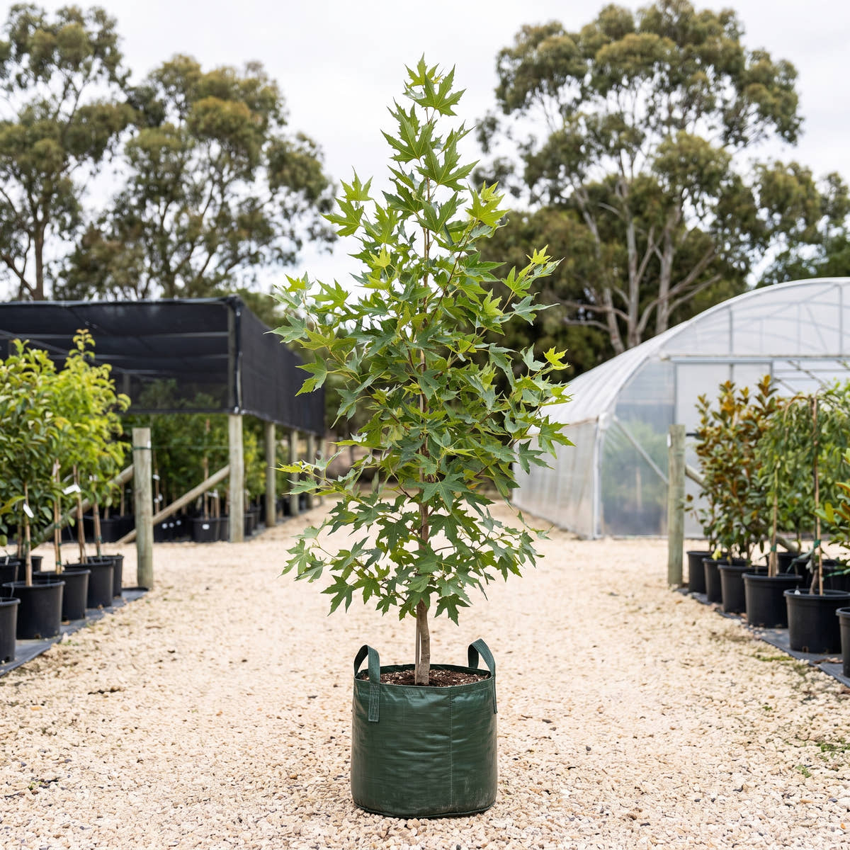 Cut Leaf Plane - Platanus orientalis var. digitata