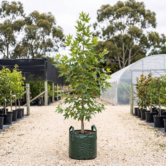 Cut Leaf Plane - Platanus orientalis var. digitata