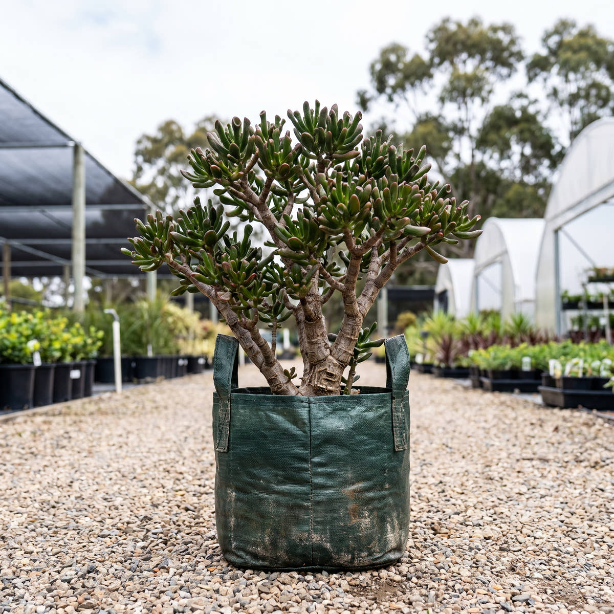 Gollum Jade - Crassula ovata ‘Gollum’