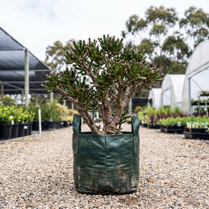 Gollum Jade - Crassula ovata ‘Gollum’