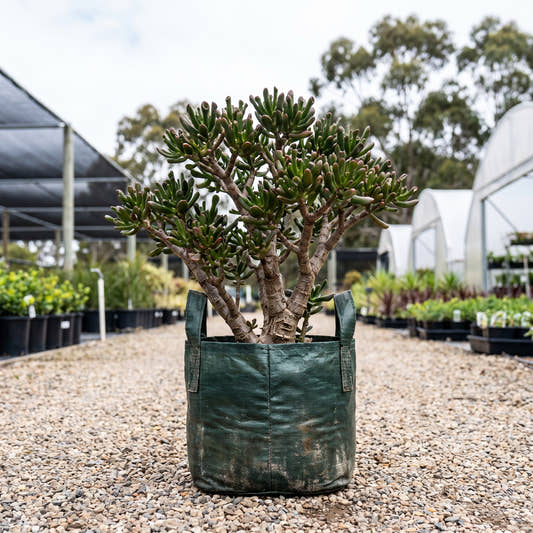 Gollum Jade - Crassula ovata ‘Gollum’
