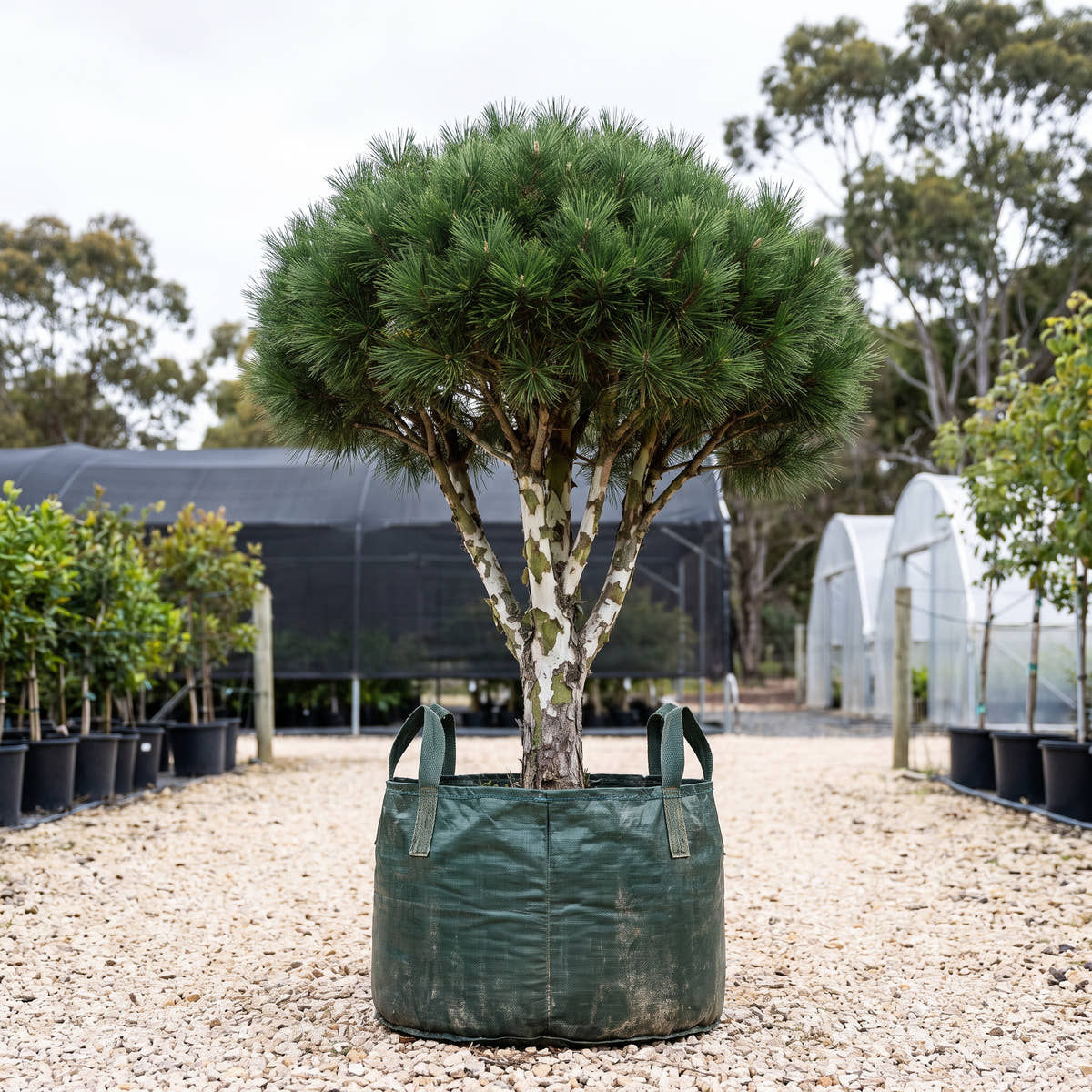 Lacebark Pine - Pinus bungeana