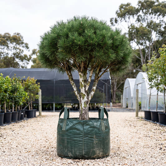 Lacebark Pine - Pinus bungeana