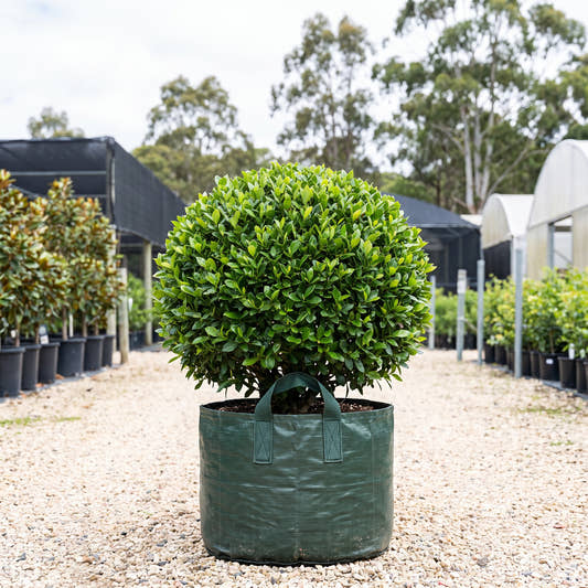 Florida Gardenia (Ball) - Gardenia augusta ‘Florida’