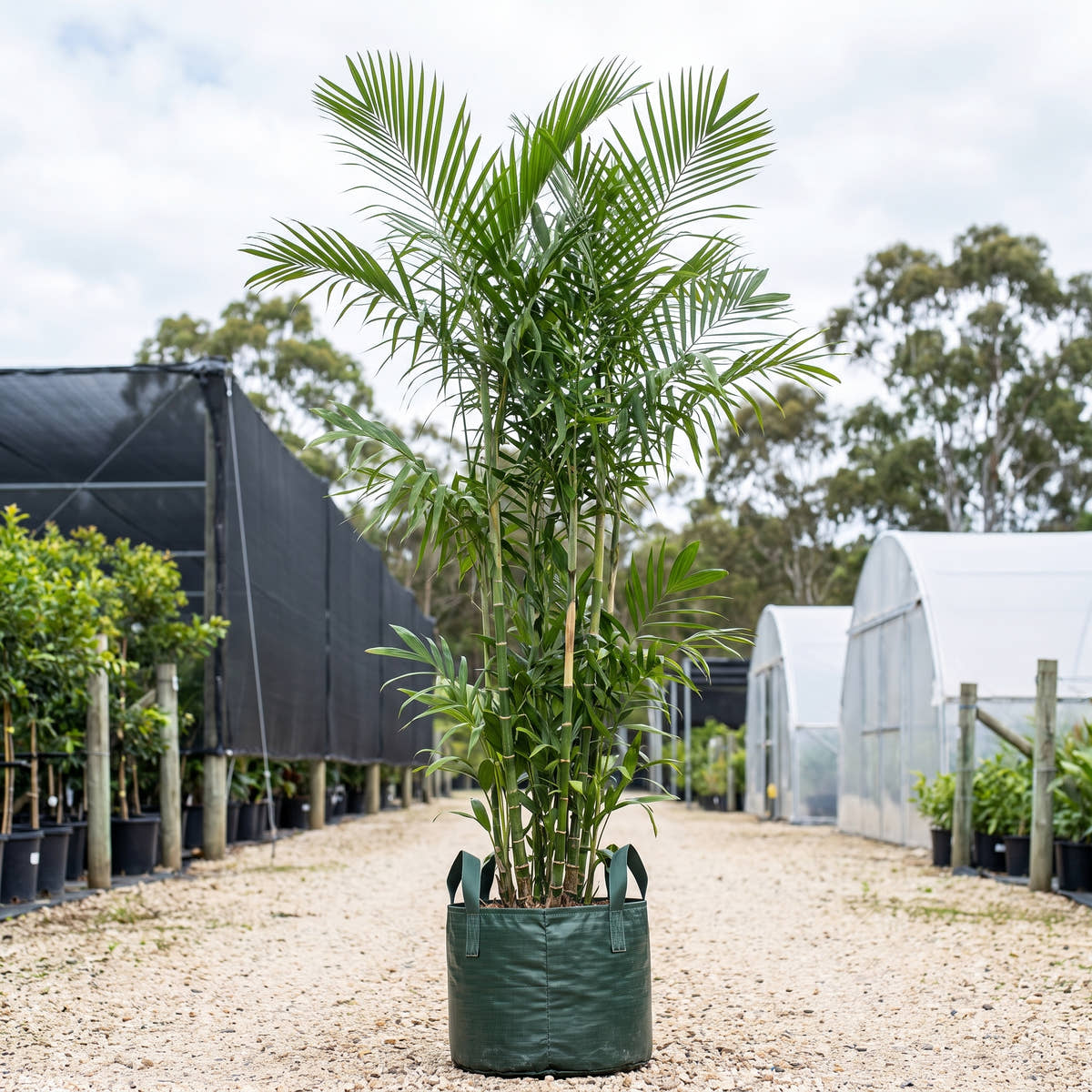 Bamboo Palm - Chamaedorea seifrizii ‘Florida’