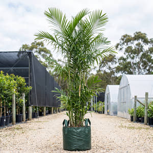 Bamboo Palm - Chamaedorea seifrizii ‘Florida’