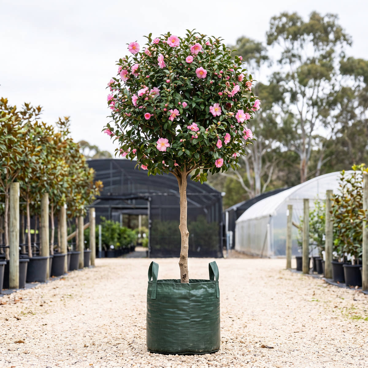 Sasanqua Camellia (Standard) - Camellia sasanqua