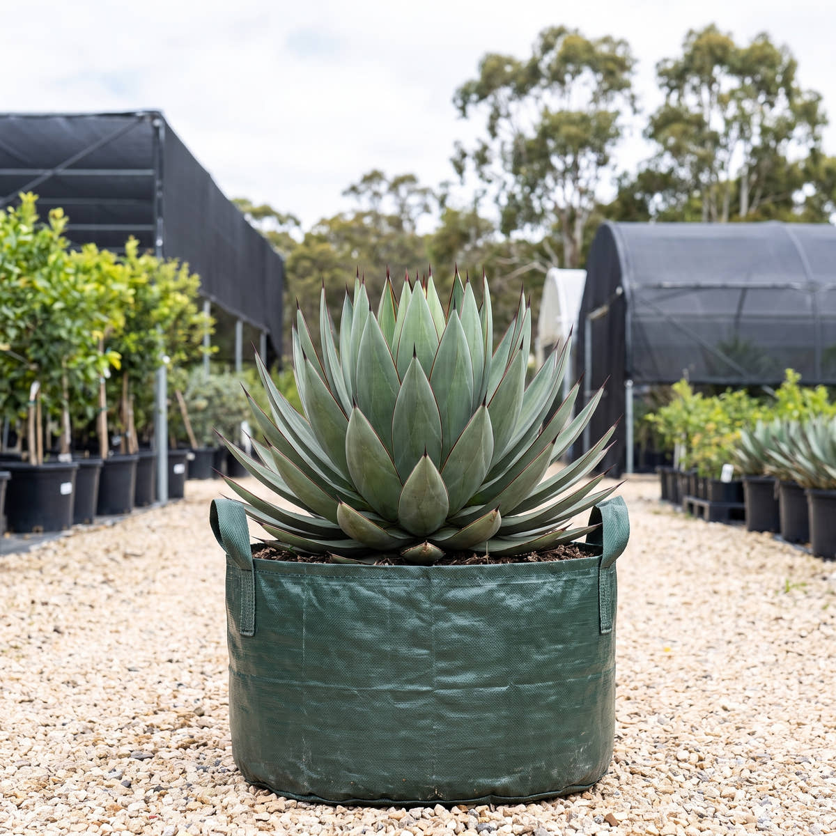 Agave romanii