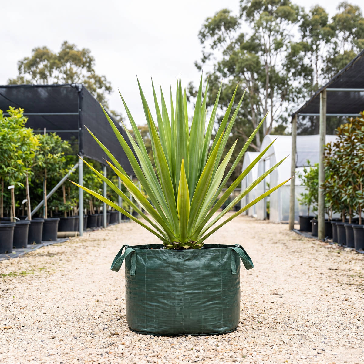 Furcraea bedinghausii