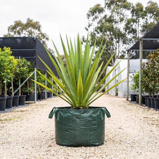 Furcraea bedinghausii
