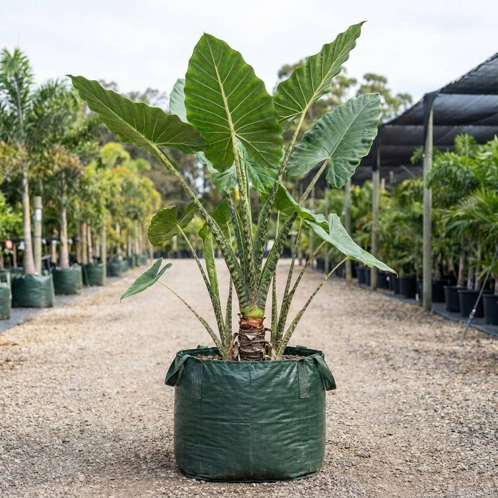 Zebra Plant - Alocasia zebrina