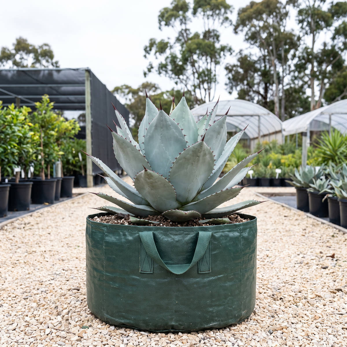 Frosty Blue Whale’s Tongue Agave - Agave ovatifolia ‘Frosty Blue’