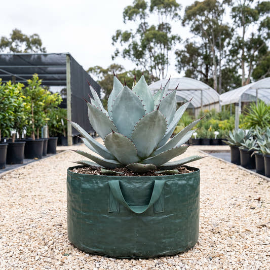 Frosty Blue Whale’s Tongue Agave - Agave ovatifolia ‘Frosty Blue’