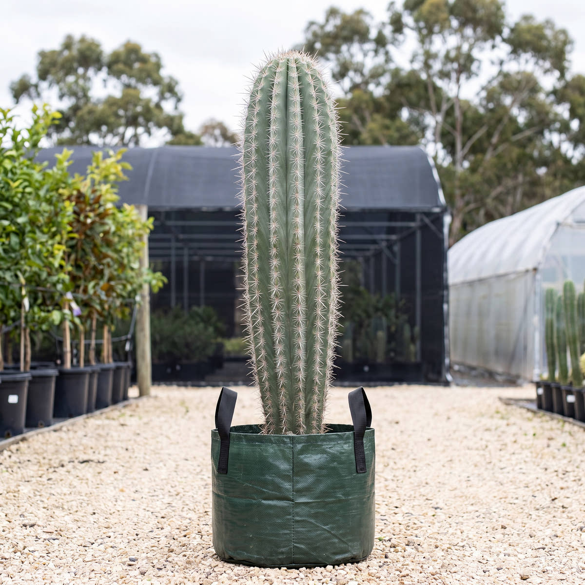 Elephant Cactus - Pachycereus pringlei