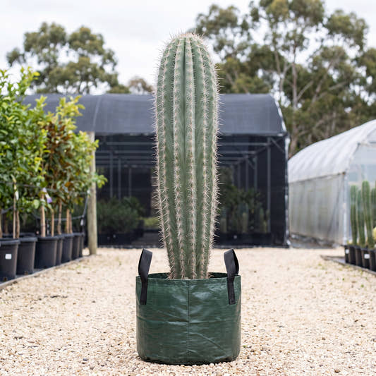 Elephant Cactus - Pachycereus pringlei