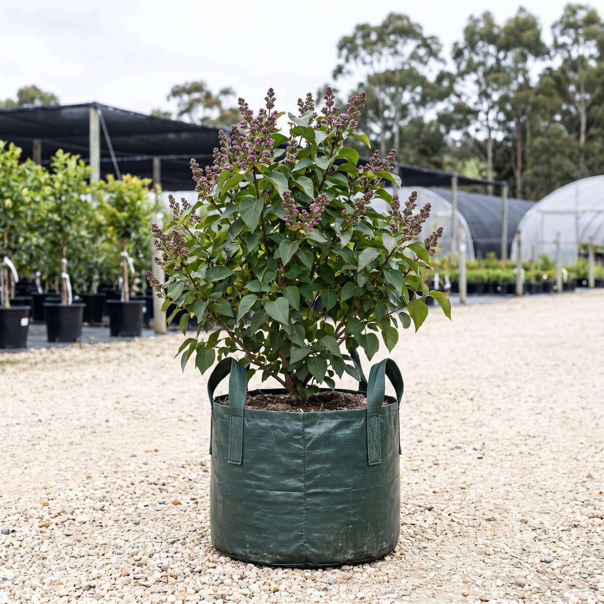 Cora Brandt Lilac - Syringa vulgaris ‘Cora Brandt’
