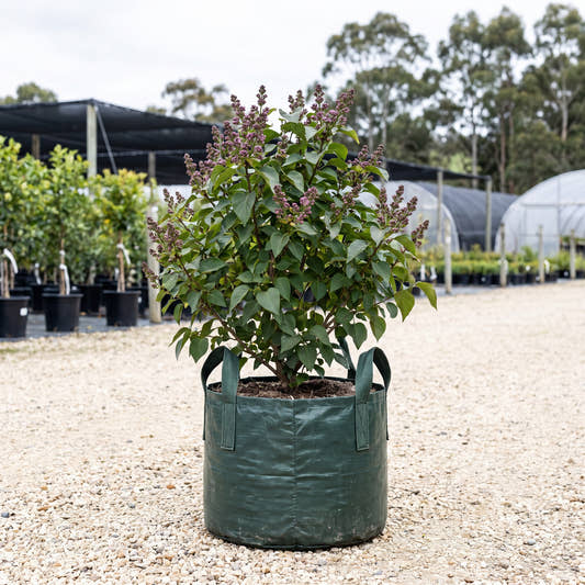 Cora Brandt Lilac - Syringa vulgaris ‘Cora Brandt’