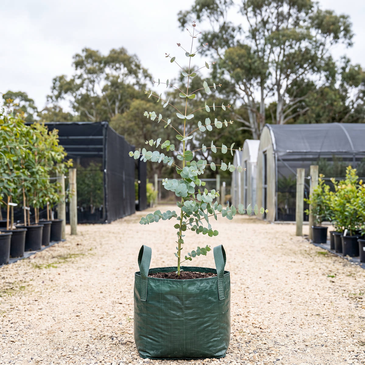 Candlebark - Eucalyptus rubida
