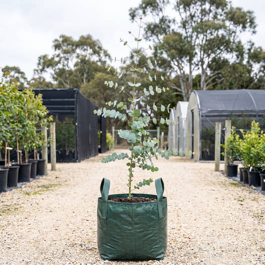 Candlebark - Eucalyptus rubida